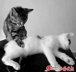 小猫有趣爆料视频下载,小猫趣味爆料视频集锦  第3张